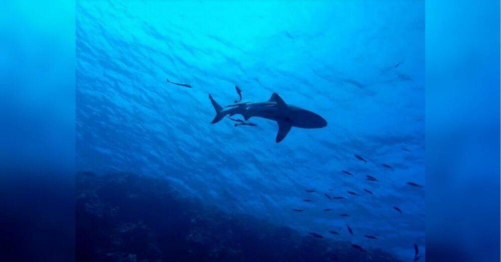 Щелепи-5: за три дні акули вбили двох туристок на популярному єгипетському курорті