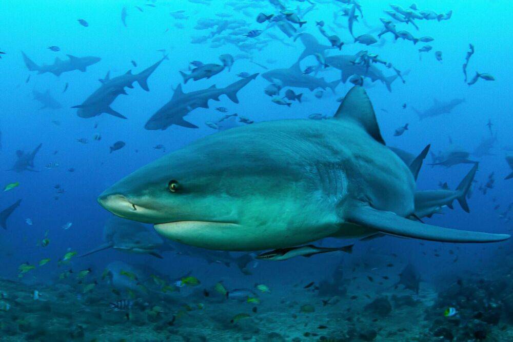 После нападения акулы в Красном море погибла еще одна туристка