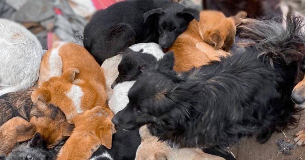 600 собак и волонтеры оказались в ловушке в оккупированном Херсоне