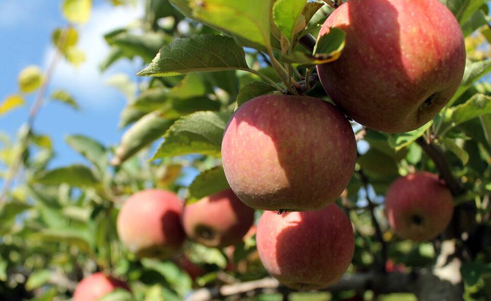 Рекордный урожай яблока в Узбекистане находится под угрозой уничтожения из-за аномальной жары