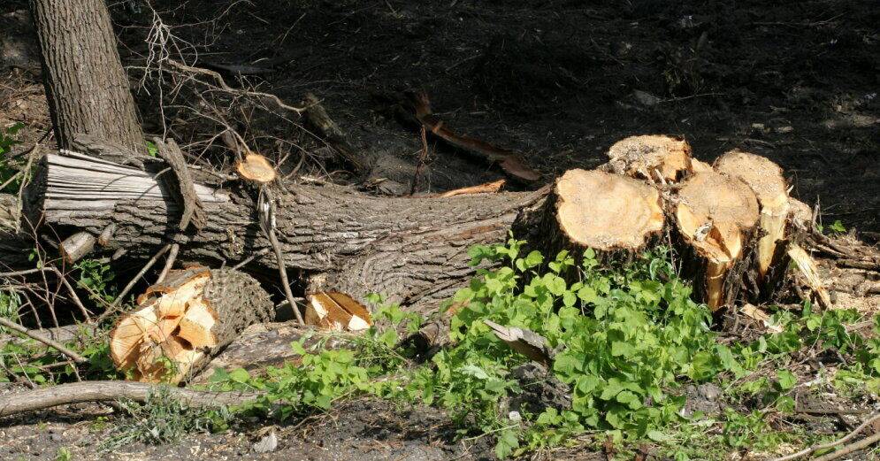 Причина гибели деревьев в Риге - cухость и соль на дорогах