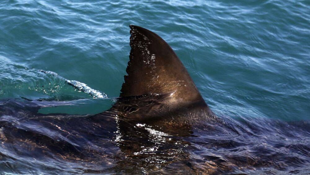 На курорті в Єгипті закрили пляжі: у Хургаді після нападу акули загинуло 2 туристки