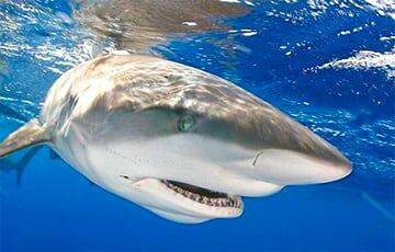 На популярном среди белорусов курорте Египта акулы атакуют отдыхающих