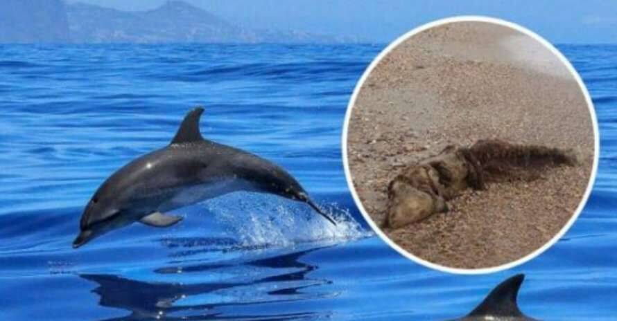 В Черном море массово гибнут дельфины - названа причина (ФОТО)
