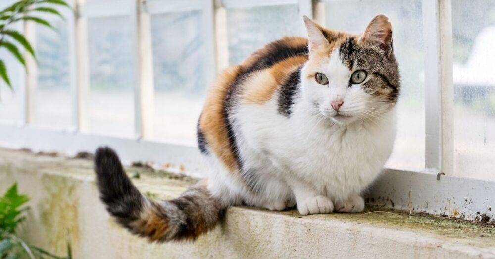 Ученые рассказали, почему кошки виляют хвостом
