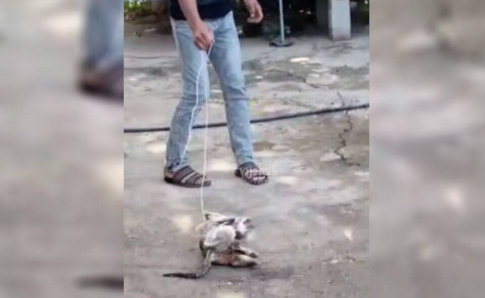 Тиктокер из Узбекистана истязал кошку для хайпа в соцсетях. Видео