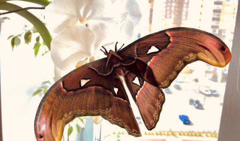 В Тюмени продают гигантскую бабочку Атлас размером 22 см