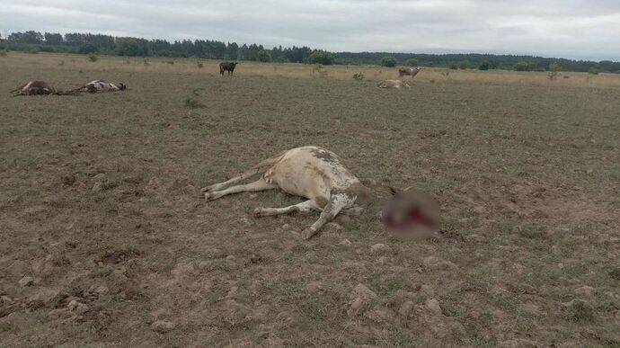 Оккупанты из "градов" ударили по пастбищу с коровами – пограничники