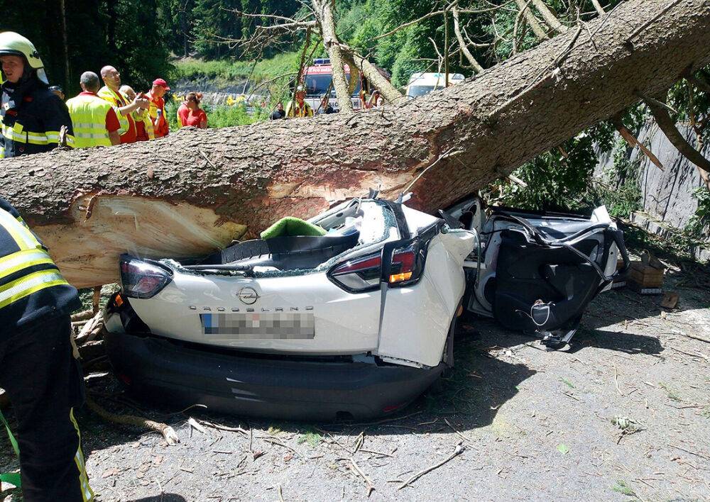 В Чехии срубленное дерево упало на проезжавшую машину: водитель погибла