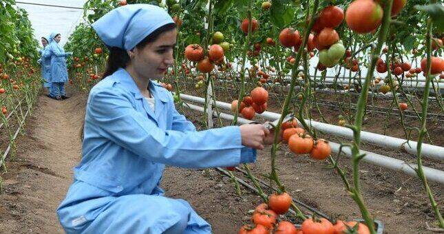 Аномальная жара удвоила цены на помидоры в Таджикистане
