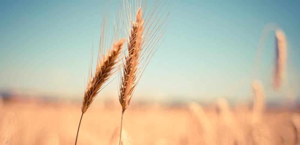 Новина про відмову Єгипту від українського зерна – російський фейк. Країни укладуть новий контракт