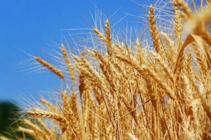 Египет продолжит покупать украинскую пшеницу
