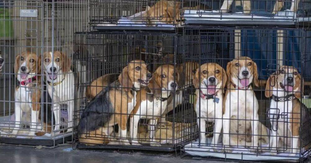 В США из питомника, продававшего собак для опытов, спасли 4 тысячи биглей, – СМИ (видео)