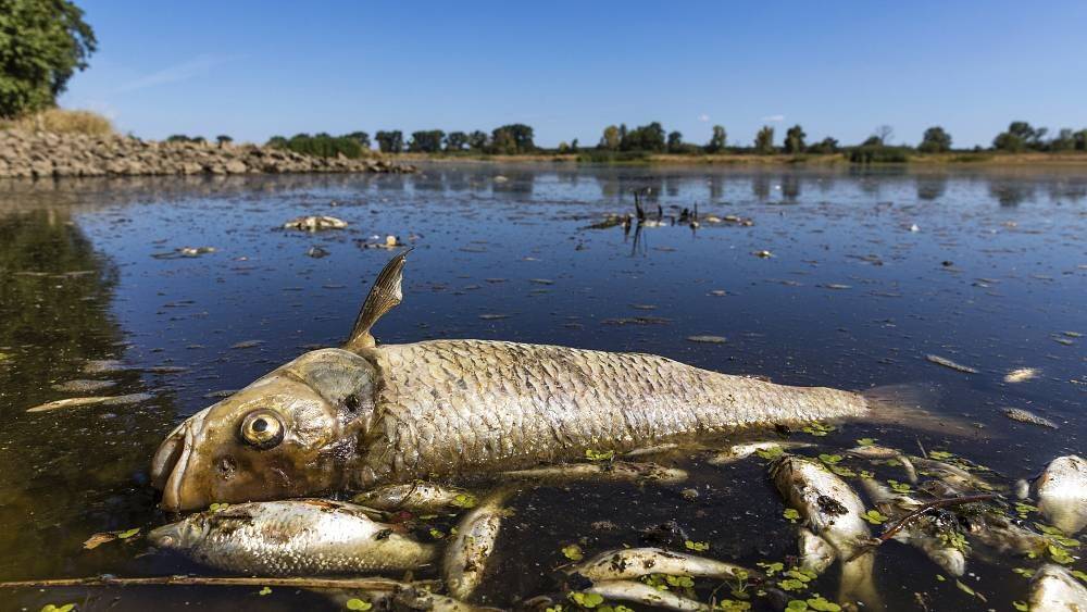 Польша: в реке Одра погибли тонны рыбы из-за заражения воды химикатами