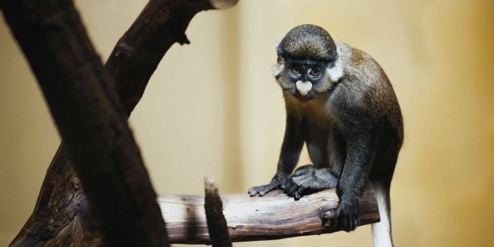 Обезьяны не виноваты. ВОЗ встала на защиту приматов, которых винят в распространении обезьяньей оспы