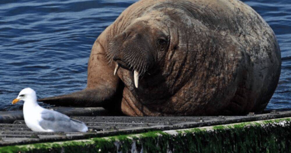 Знаменитую моржиху Фрейю усыпили: она испугала толпу в Осло