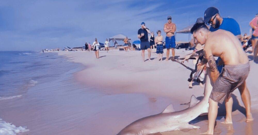 Житель Нью-Йорка в одиночку справился с тигровой акулой на пляже (фото, видео)