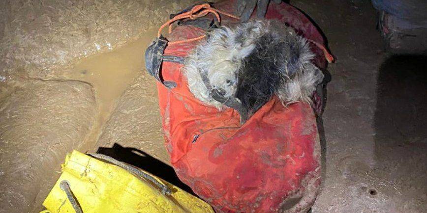 На глубине 150 метров. В США спасатели достали из пещеры собаку, которую владельцы разыскивали почти два месяца