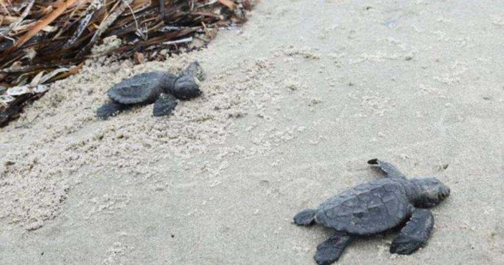 Надежда есть. Исчезающие крохотные черепахи впервые за 75 лет гнездятся на островах Луизианы