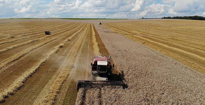 В Гродненской области урожайность озимой пшеницы на 13,3 центнера превысила прошлогодний уровень