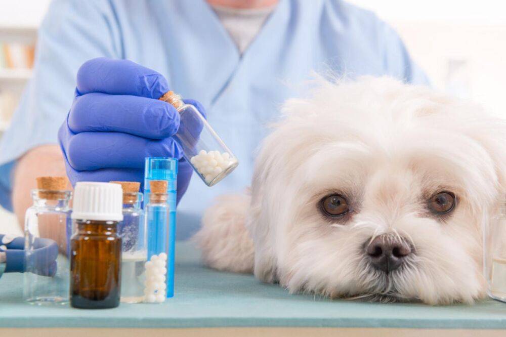 Возобновлено обращение некоторых лекарственных препаратов для ветеринарного применения