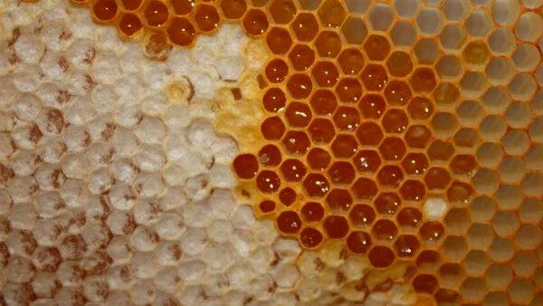 Японія почала імпорт додаткових обсягів українського меду