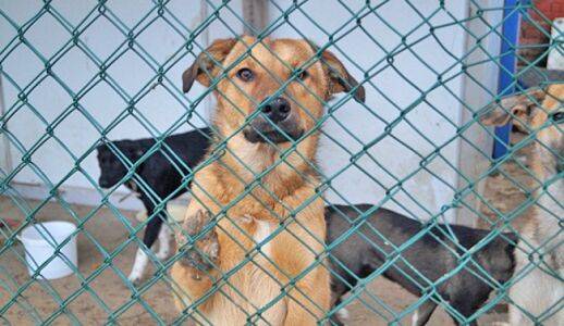 Кунгурская прокуратура разъясняет правила обращения с безнадзорными животными