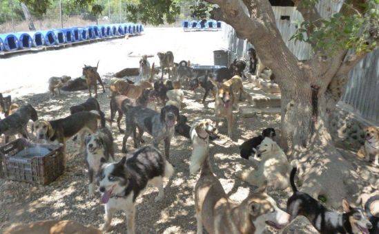 На Кипре резко выросло число бездомных собак