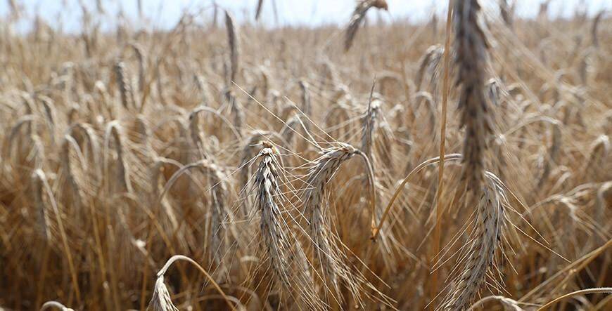 В Беларуси намолотили 7 миллионов тонн зерна