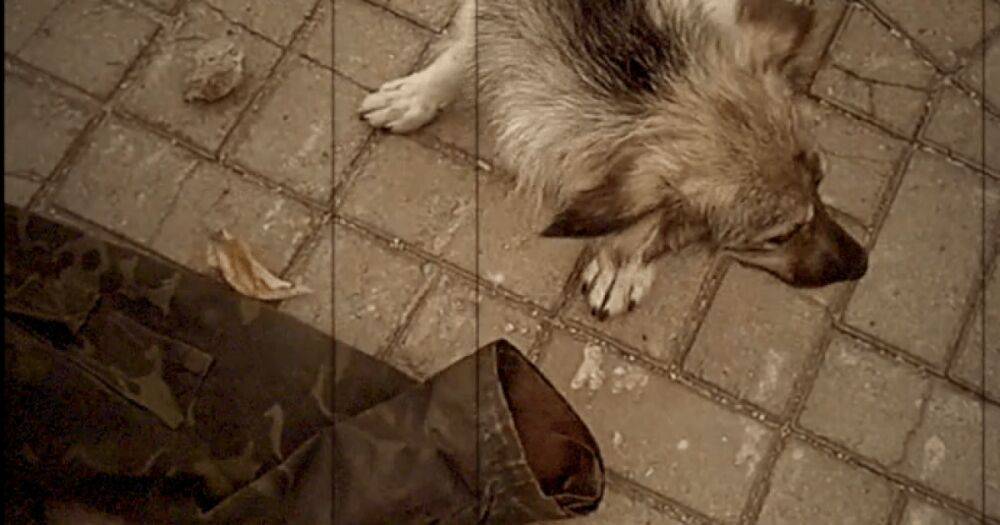 В Мариуполе собаки начали выкапывать из могил останки убитых горожан (видео)