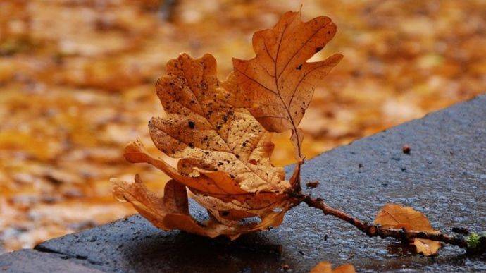 Через посуху у Великобританії почалася "хибна осінь"