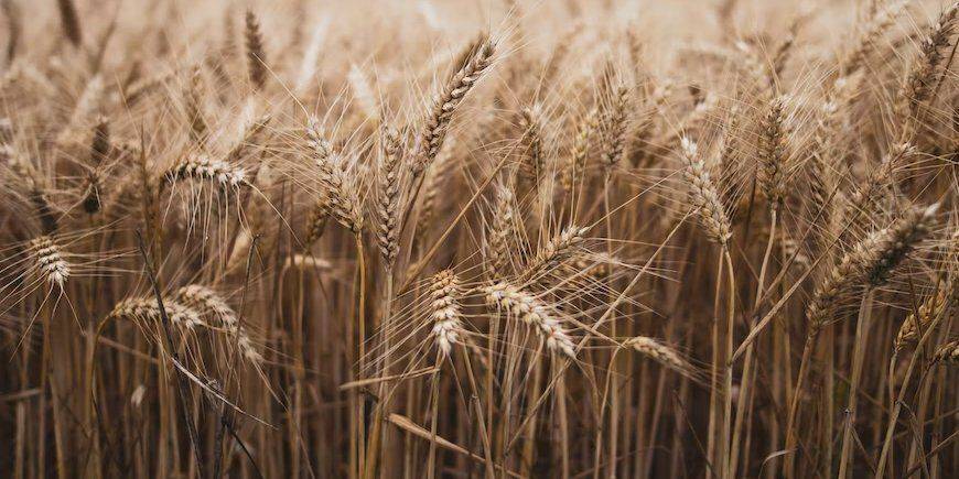Оккупанты вывезли в РФ весь урожай зерна, который собрал крупнейший агрохолдинг Луганской области — Гайдай
