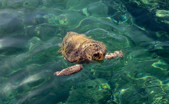 Кормить морских черепах запрещено