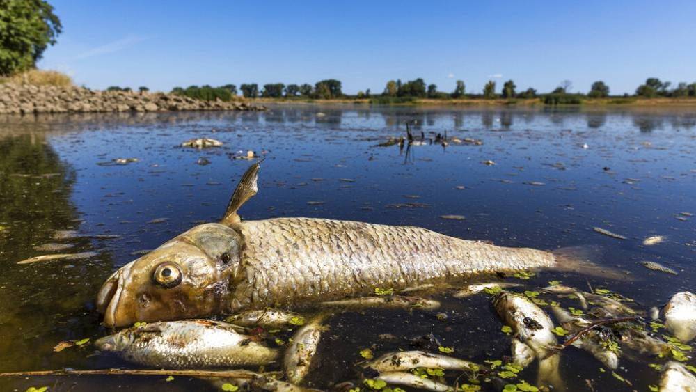 Экологи предупреждают: гибель рыбы в Одере - тревожный сигнал для всей Европы