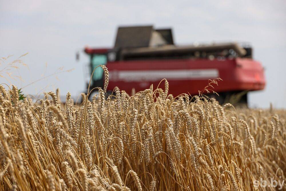 В Беларуси намолочено более 7,5 миллиона тонн зерна