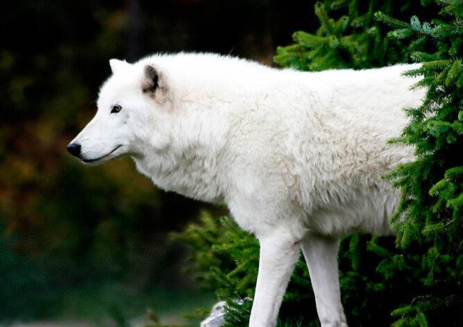 В Брно из зоопарка сбежал арктический волк