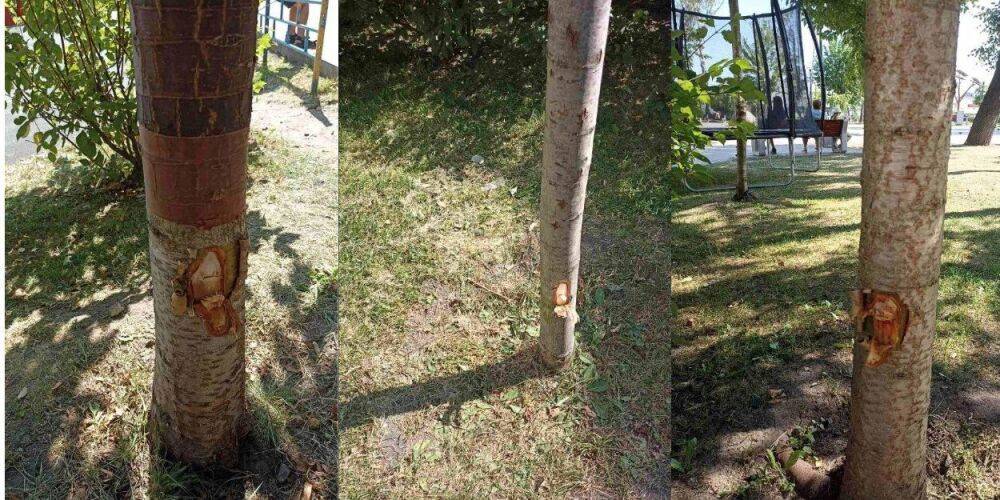 Мстил природе? В Житомире вандал за ночь повредил топором более 100 деревьев