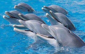 Ученые: Дельфины могут заключать большие дружественные альянсы