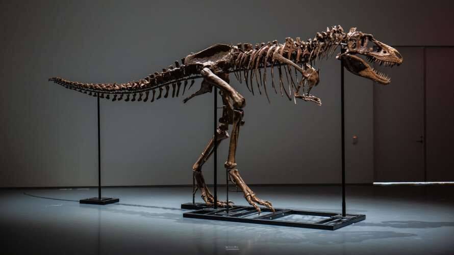 Повний скелет динозавра продано на Sotheby's за рекордну суму
