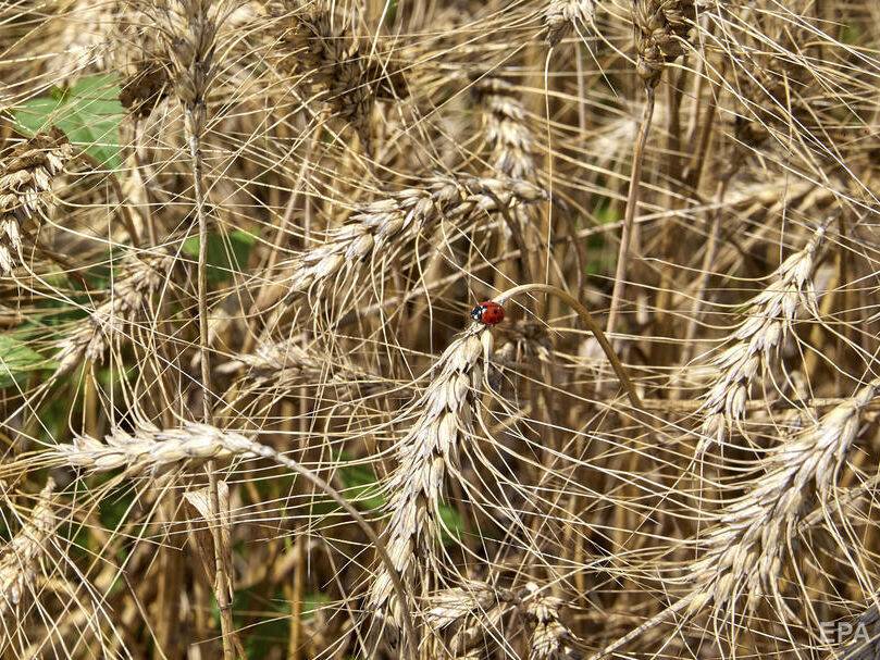СБУ объявила о подозрениях экс-нардепу Балицкому и другим коллаборантам, причастным к незаконному вывозу около 650 тыс. тонн украинского зерна