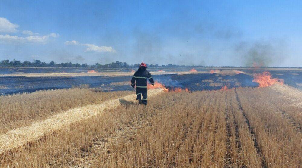 На Харьковщине из-за обстрелов выгорело более 180 га полей пшеницы