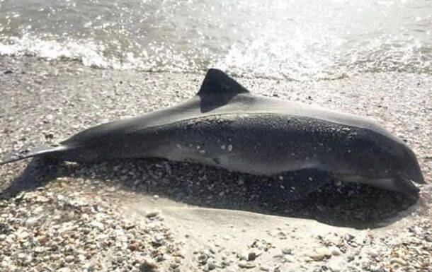 Море волнуется: что приводит к массовому мору дельфинов