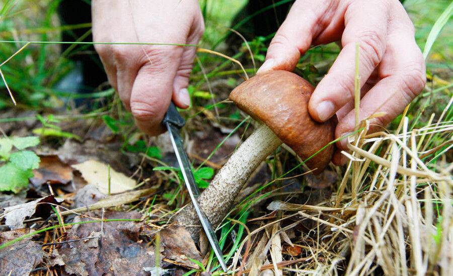 Собрал грибы — поделись с государством: правила «тихой охоты»