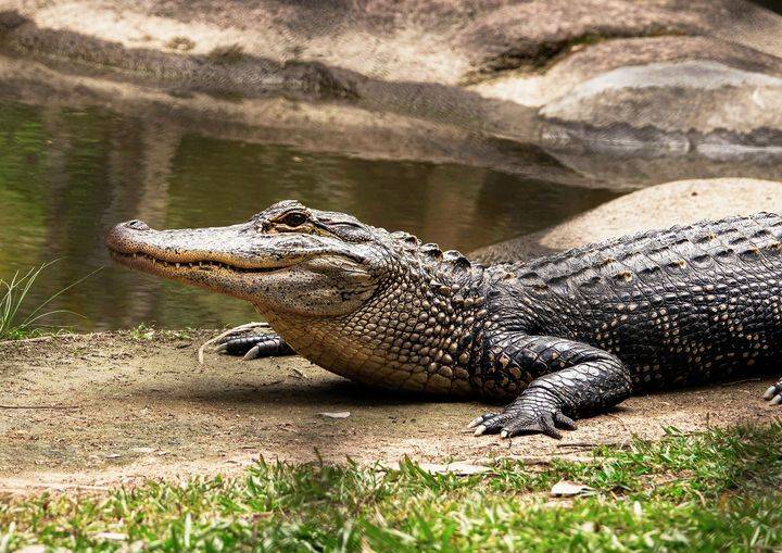 Учёные предупредили о катастрофе в случае исчезновения крокодилов
