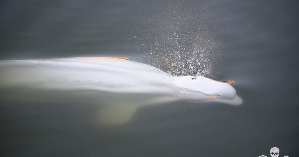 Арктический кит проплыл десятки миль к Парижу: его перевезут в бассейн в соленой водой (видео)