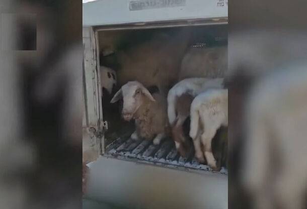 Полицейские обнаружили 11 овец в багажнике автомобиля