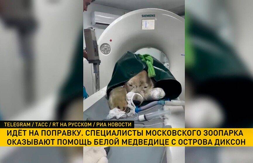 Специалисты московского зоопарка выхаживают больную медведицу