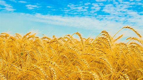 Аграрії вже намолотили 26 мільйонів тонн зерна