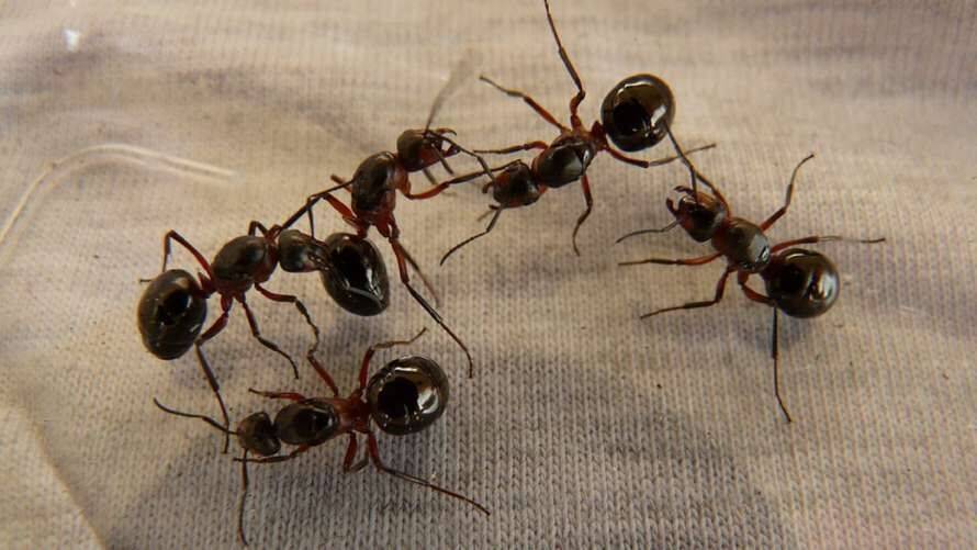 Кількість мурах на Землі підрахували ентомологи