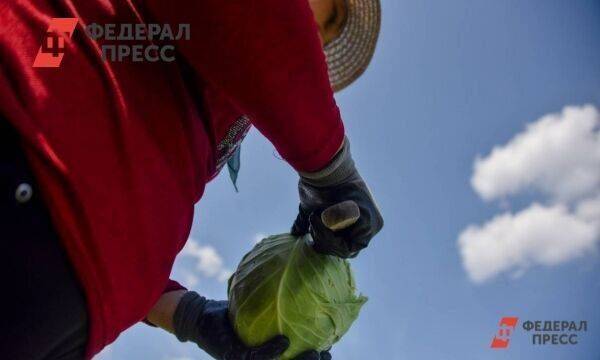 В Челябинской области в августе подешевели овощи, телевизоры и билеты на самолет